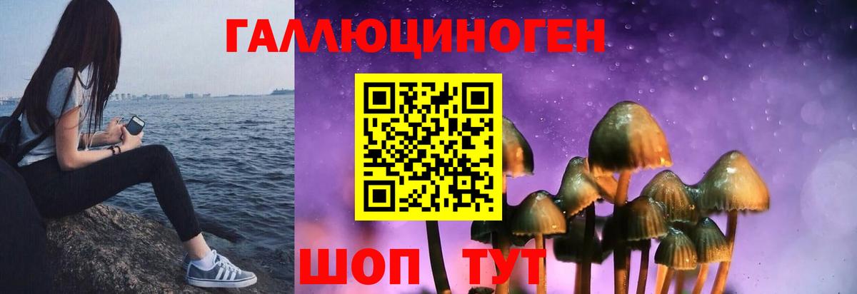 Галлюциногенные грибы Psilocybe Саянск